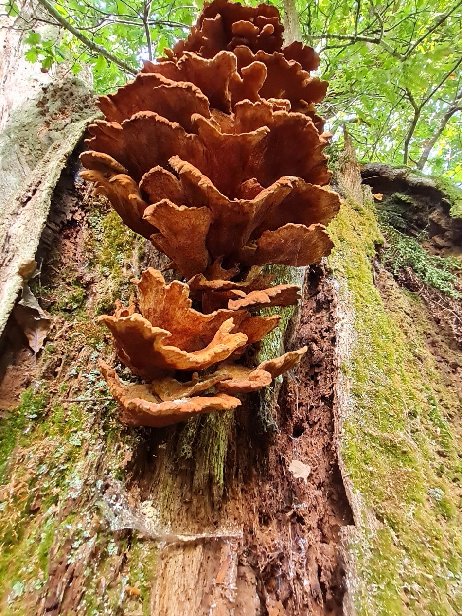 2022-09-23 20 Savernake Forest.jpg