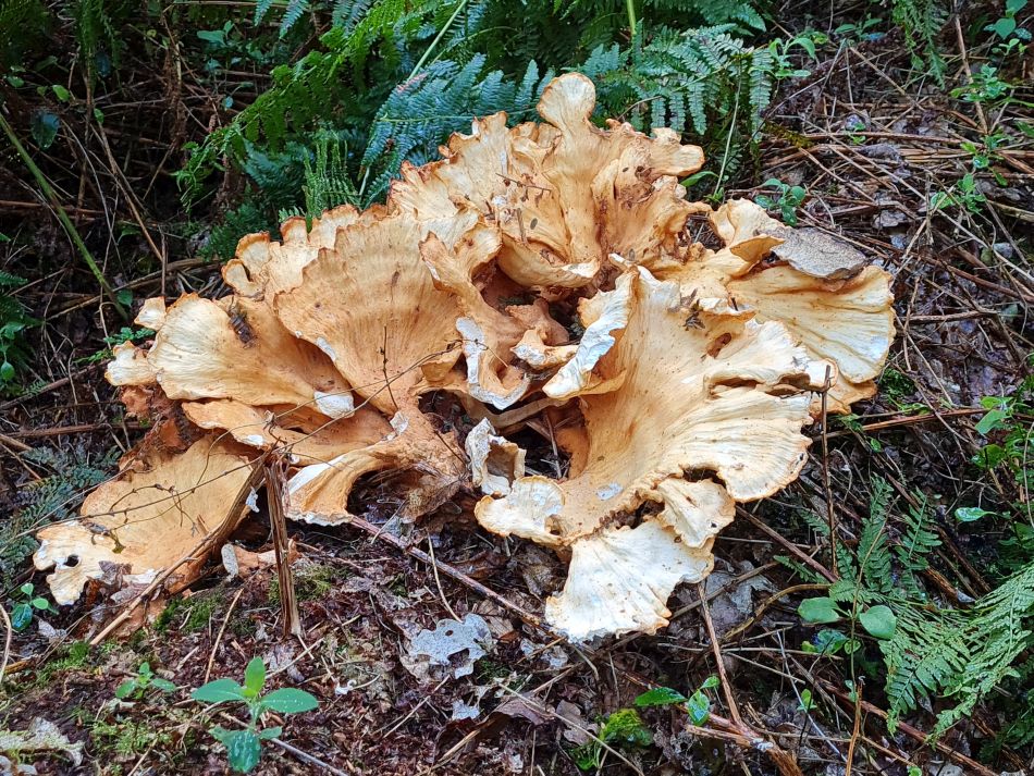 2022-09-23 21 Savernake Forest.jpg