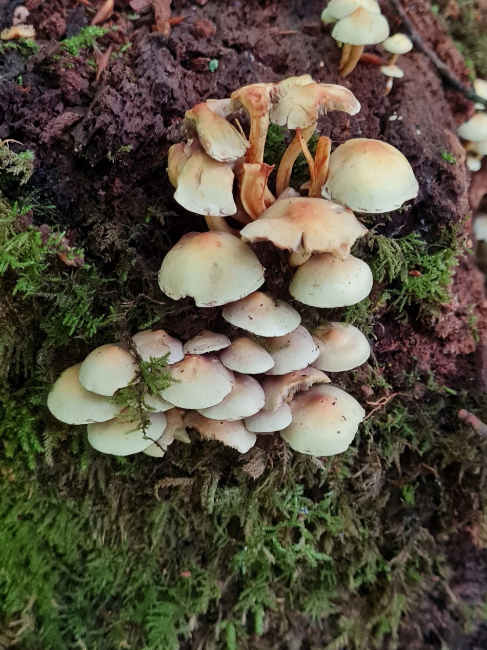 2022-09-23 22 Savernake Forest.jpg