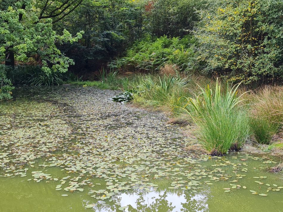 2022-09-23 23 Savernake Forest.jpg