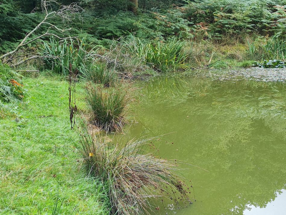 2022-09-23 25 Savernake Forest.jpg