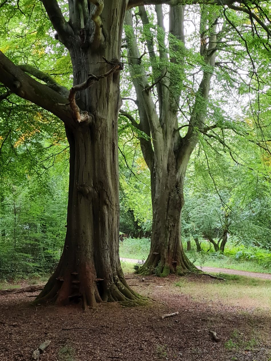 2022-09-23 27 Savernake Forest.jpg