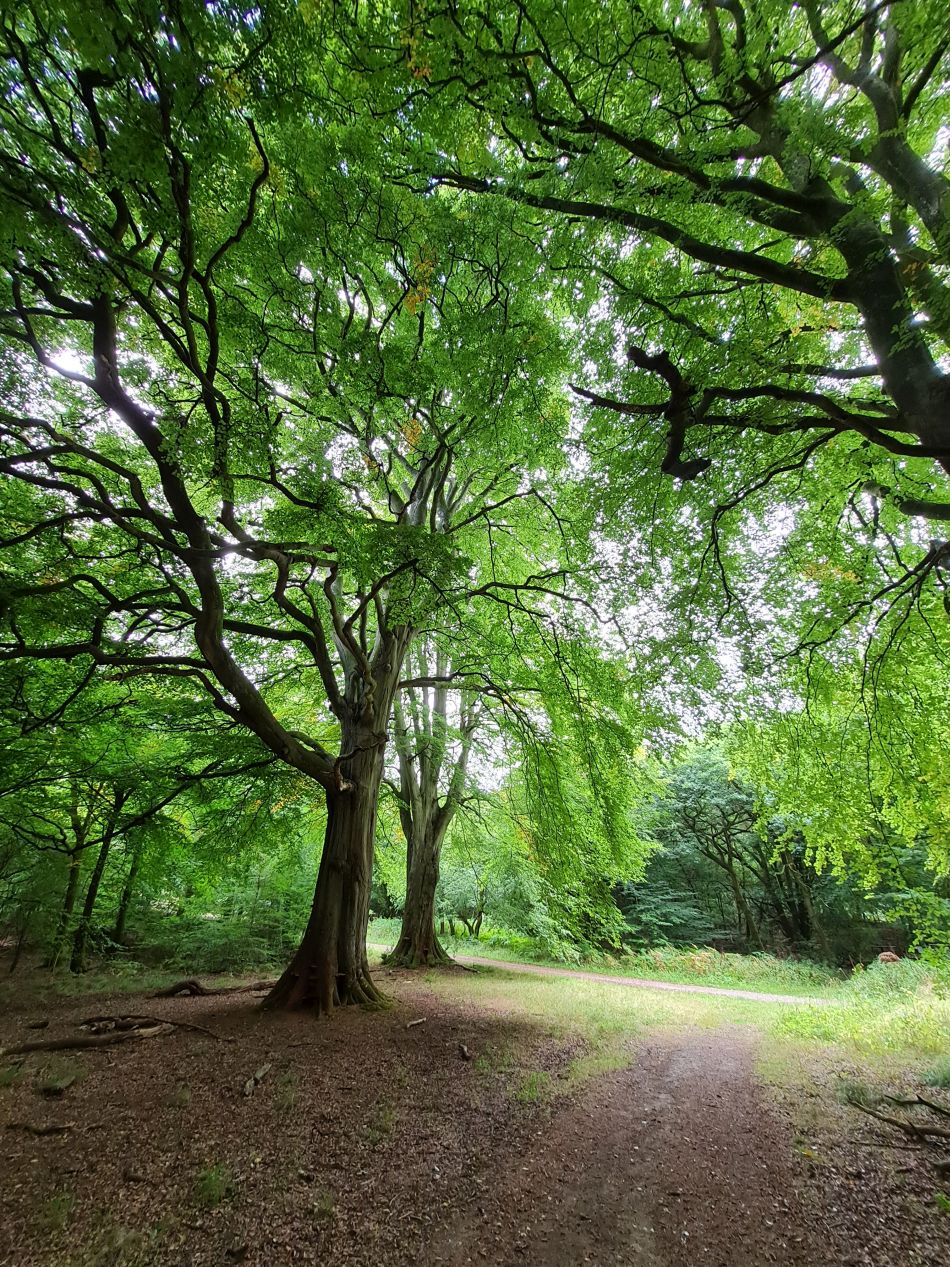 2022-09-23 28 Savernake Forest.jpg