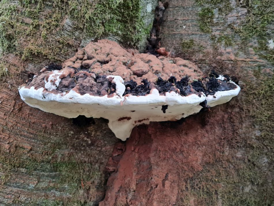 2022-09-23 31 Savernake Forest.jpg