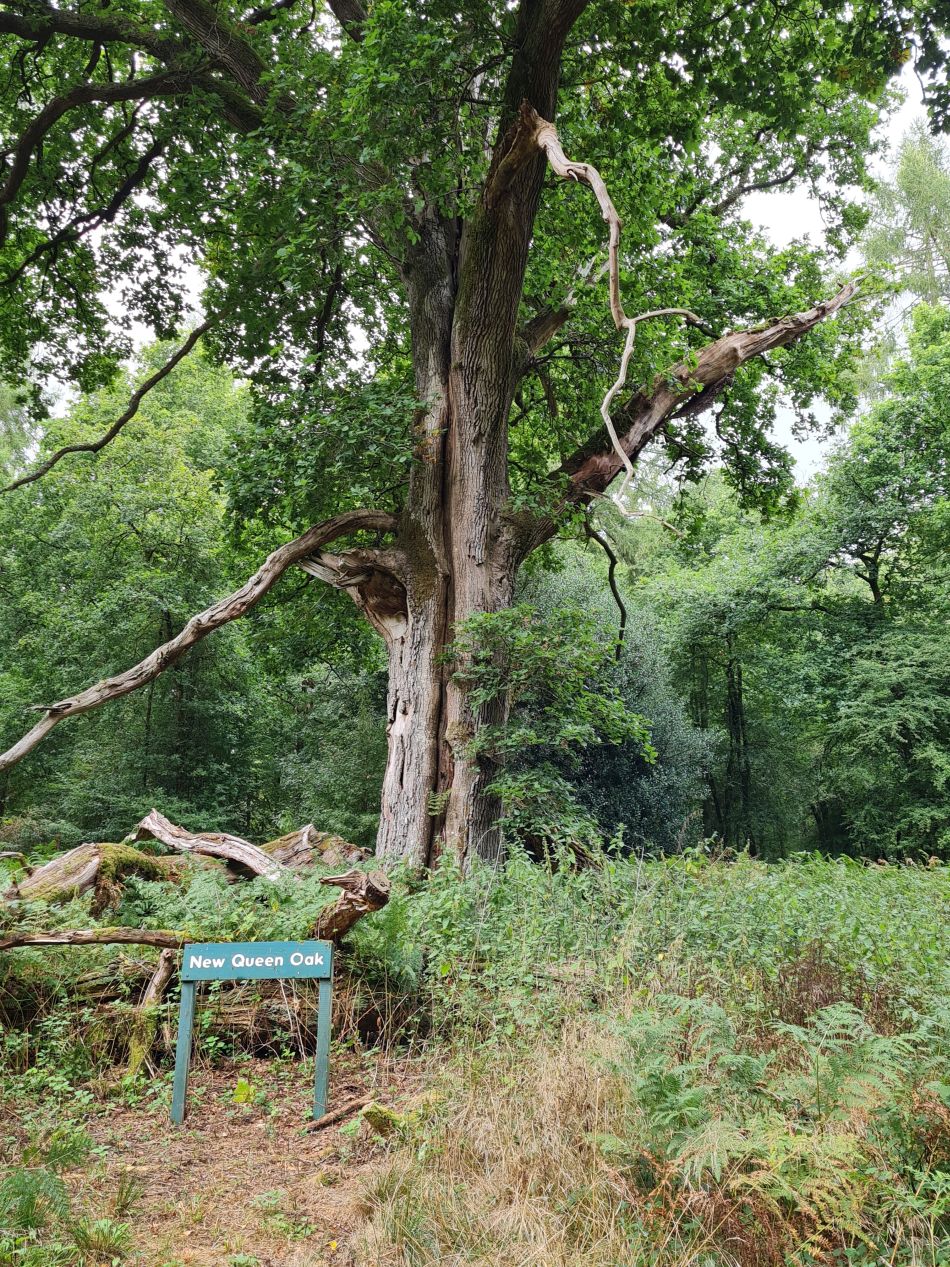 2022-09-23 32 Savernake Forest.jpg