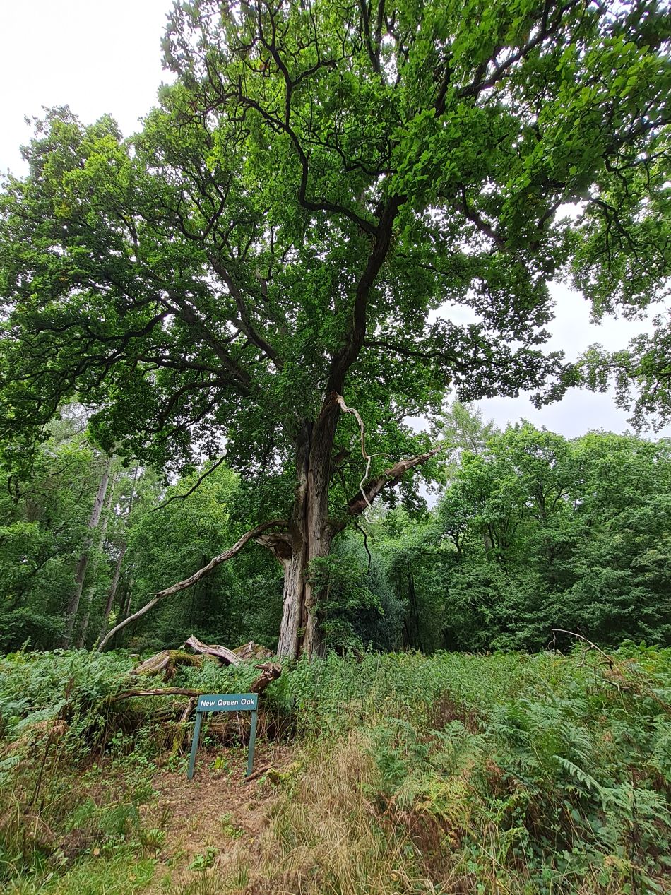 2022-09-23 33 Savernake Forest.jpg