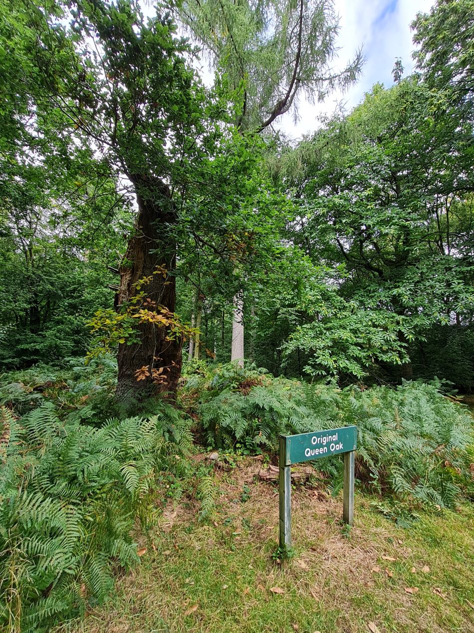 2022-09-23 34 Savernake Forest.jpg