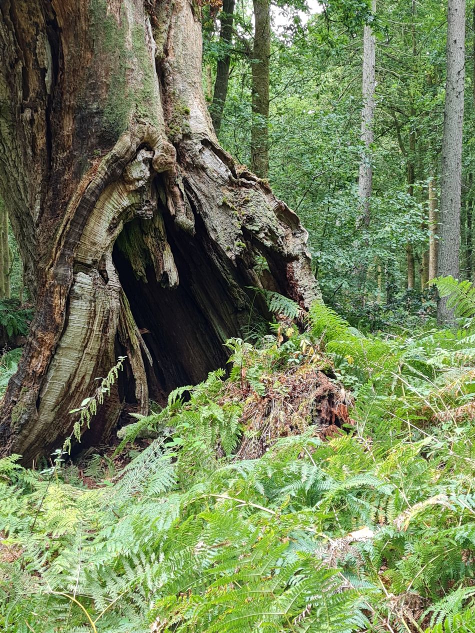 2022-09-23 35 Savernake Forest.jpg
