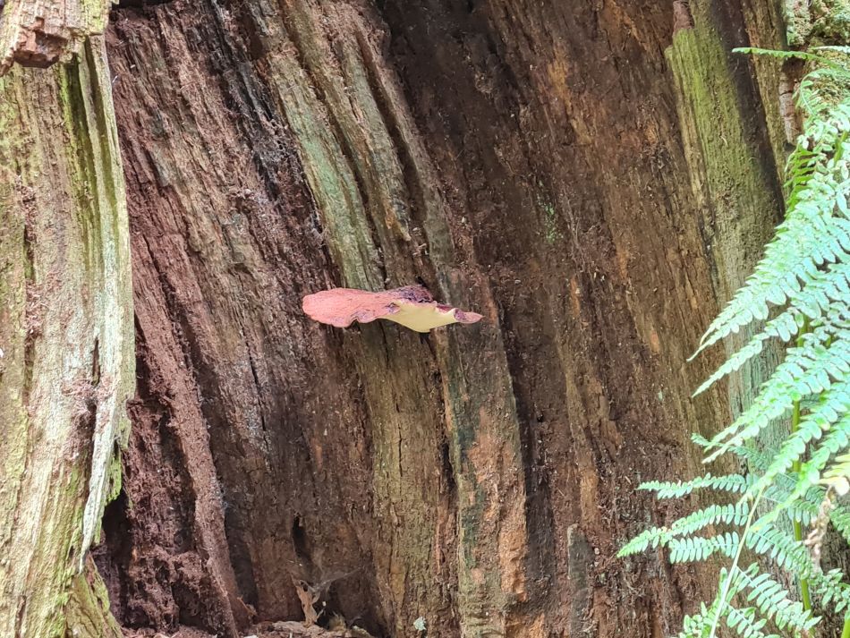 2022-09-23 36 Savernake Forest.jpg