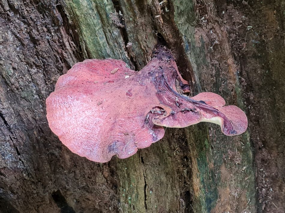 2022-09-23 37 Savernake Forest.jpg