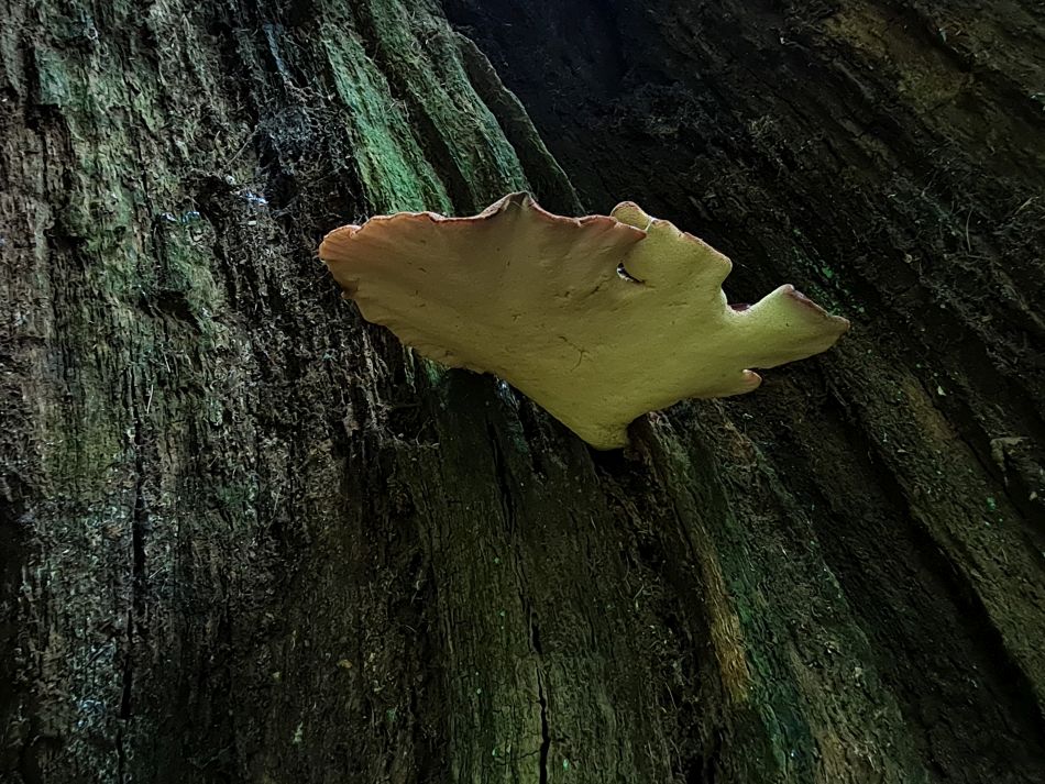 2022-09-23 38 Savernake Forest.jpg