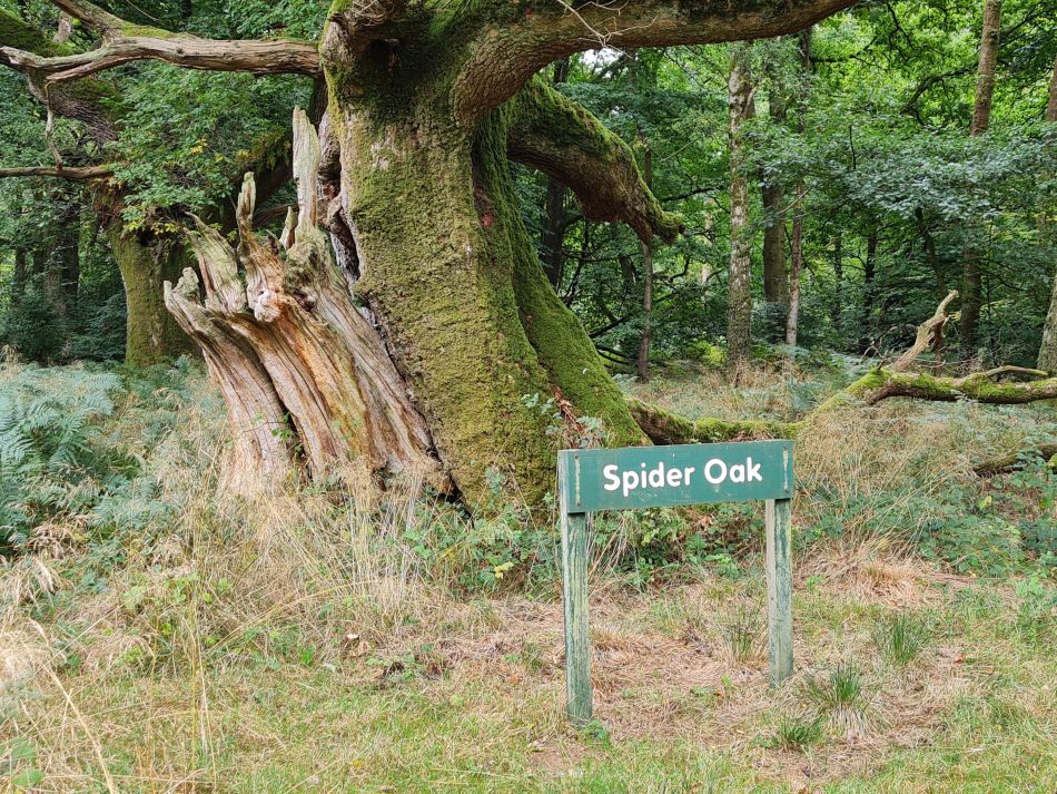 2022-09-23 41 Savernake Forest.jpg