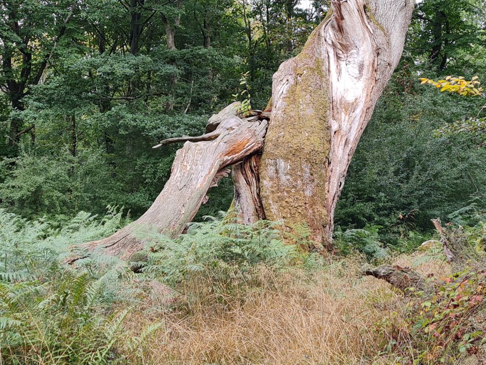 2022-09-23 43 Savernake Forest.jpg