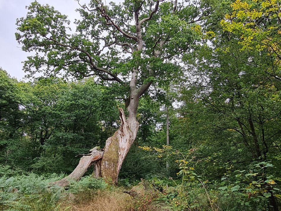 2022-09-23 44 Savernake Forest.jpg