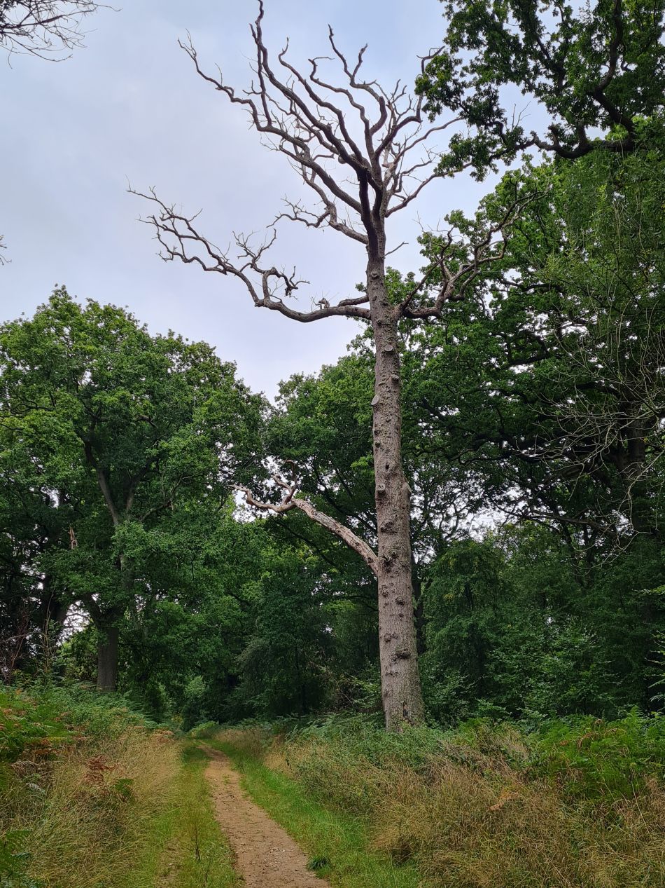 2022-09-23 46 Savernake Forest.jpg