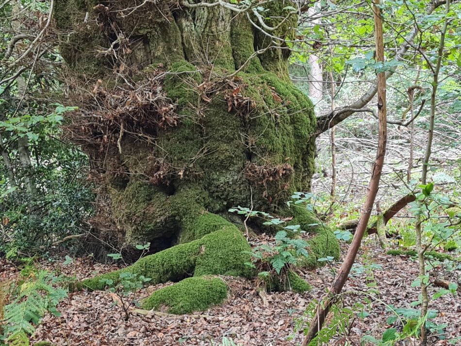 2022-09-23 47 Savernake Forest.jpg