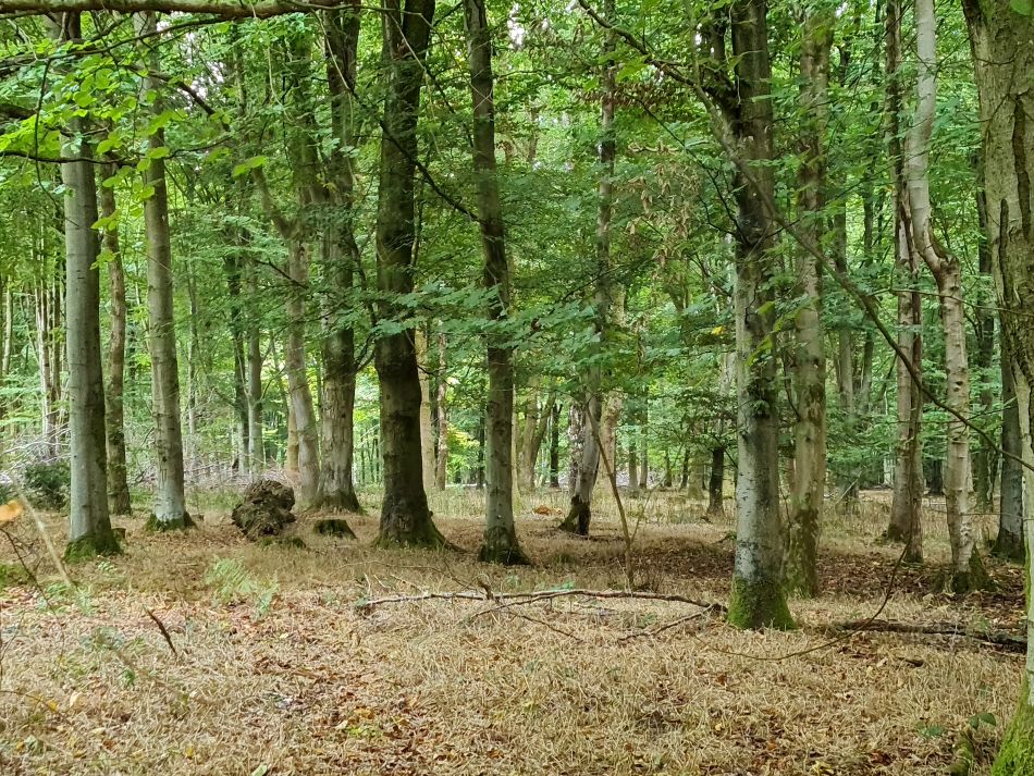 2022-09-23 49 Savernake Forest.jpg