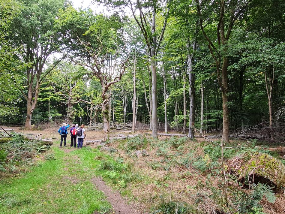2022-09-23 50 Savernake Forest.jpg