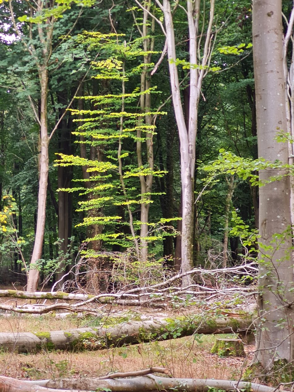 2022-09-23 51 Savernake Forest.jpg