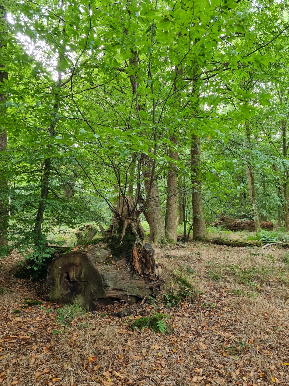2022-09-23 53 Savernake Forest.jpg
