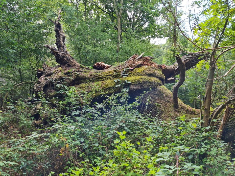 2022-09-23 54 Savernake Forest.jpg