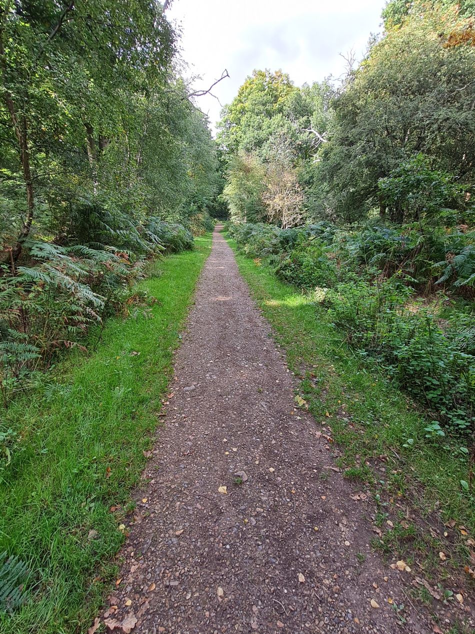 2022-09-23 58 Savernake Forest.jpg