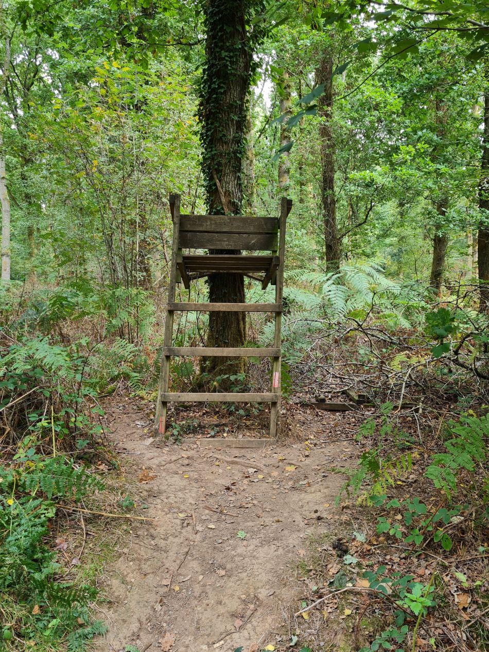 2022-09-23 59 Savernake Forest.jpg