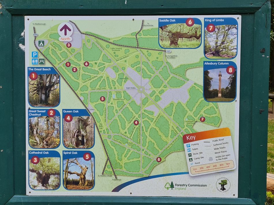 2022-09-23 62 Savernake Forest.jpg