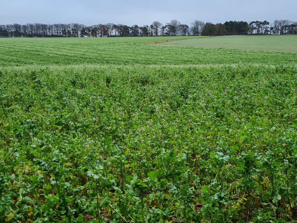 2021-12-18 19 Elveden.jpg