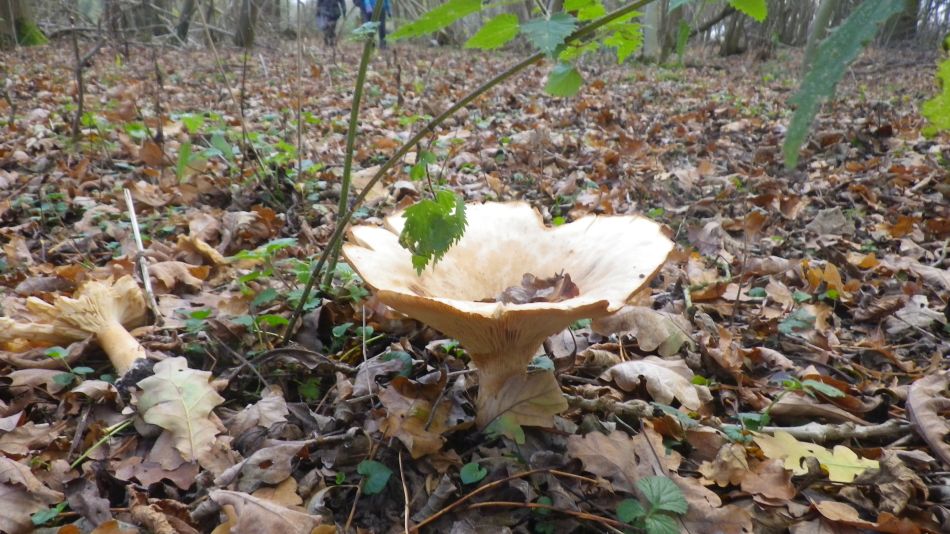 2018-11-25 05 Eye and Thorndon.jpg