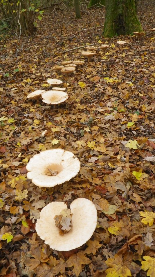 2018-11-25 06 Eye and Thorndon.jpg