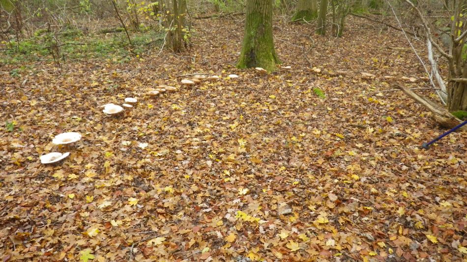 2018-11-25 07 Eye and Thorndon.jpg