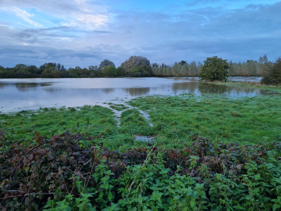 2023-10-22 01 Eye and Brome.jpg