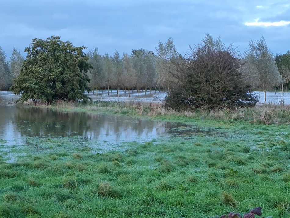 2023-10-22 02 Eye and Brome.jpg