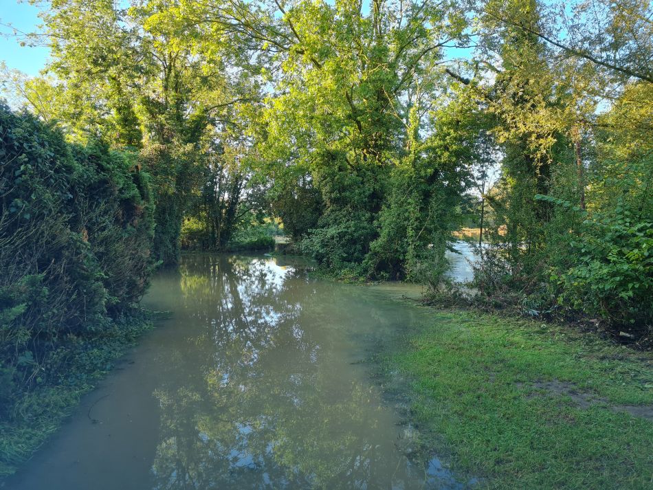 2023-10-22 03 Eye and Brome.jpg