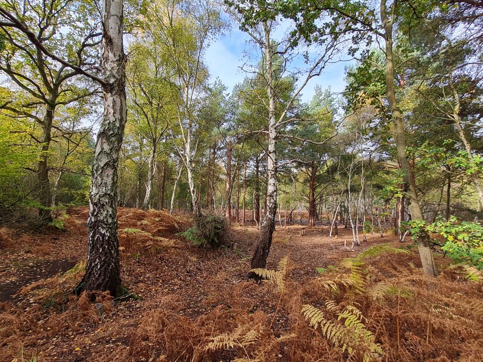 2022-11-10 03 Sandringham.jpg