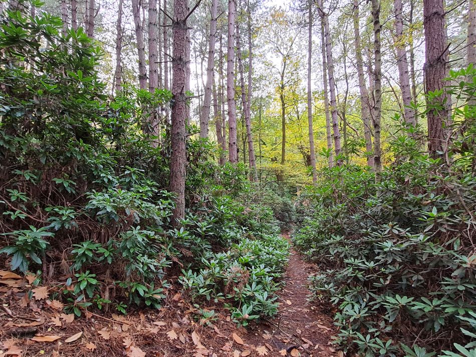 2022-11-10 05 Sandringham.jpg