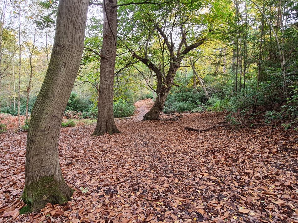 2022-11-10 06 Sandringham.jpg