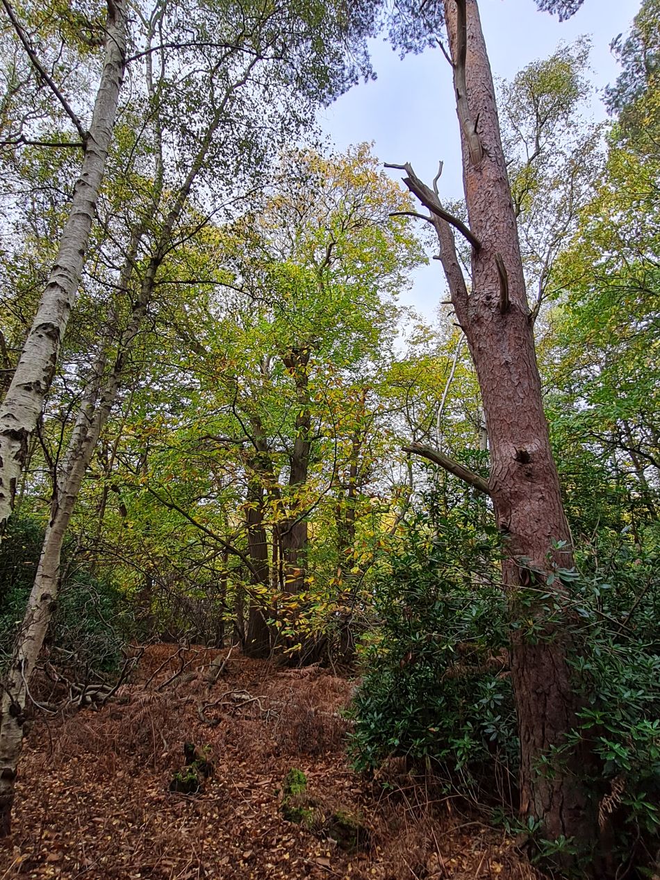 2022-11-10 07 Sandringham.jpg