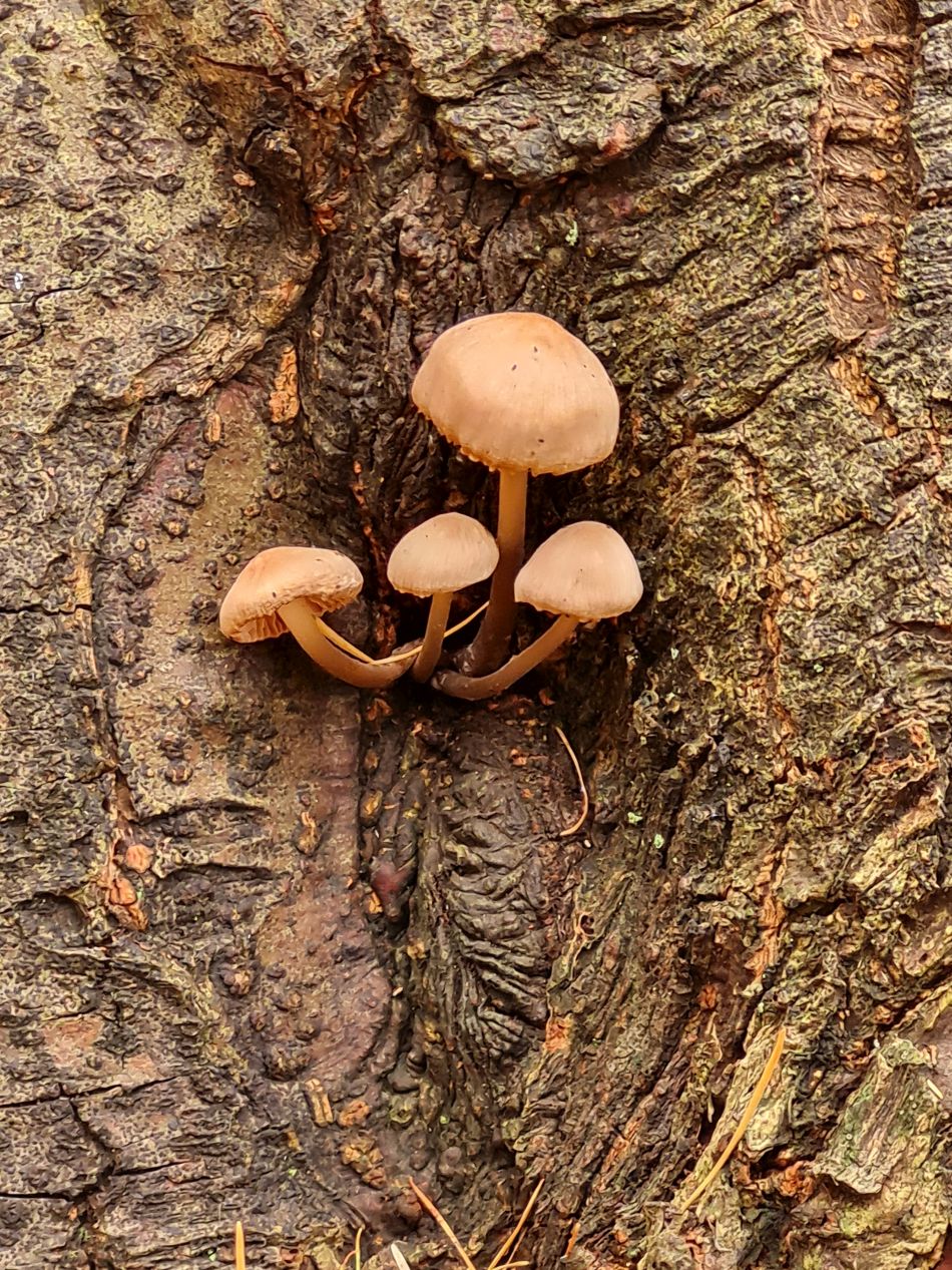 2022-11-10 09 Sandringham.jpg