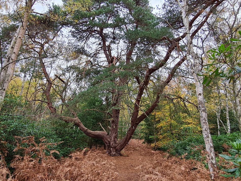 2022-11-10 20 Sandringham.jpg