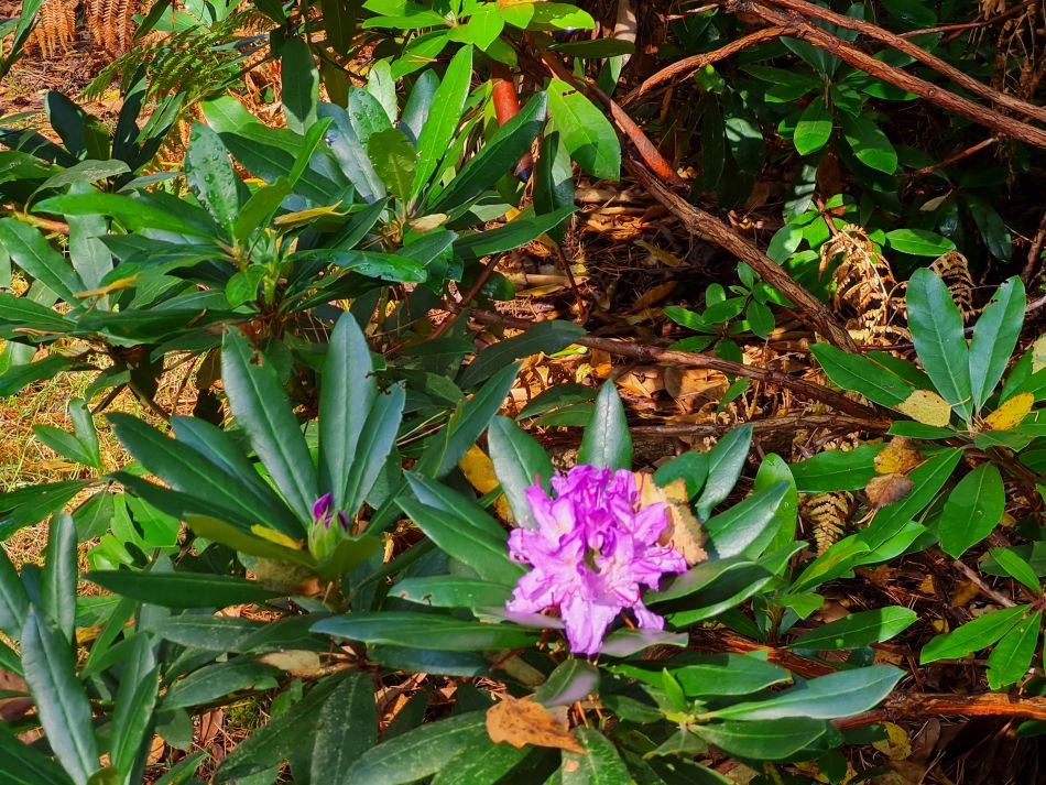 2023-09-18 07 Sandringham.jpg