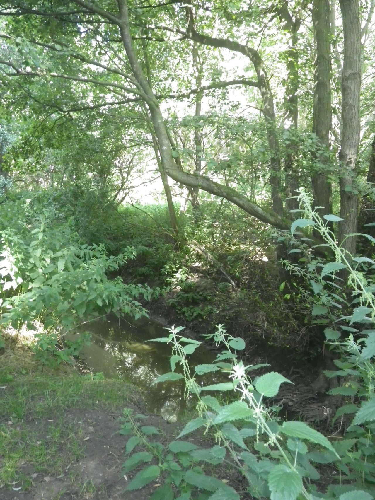 2025-08-10 12 Hoxne and South Green.jpg