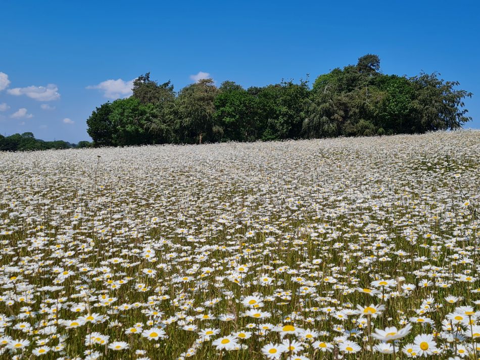 2023-06-15 19 Wensum at High Ash Farm.jpg