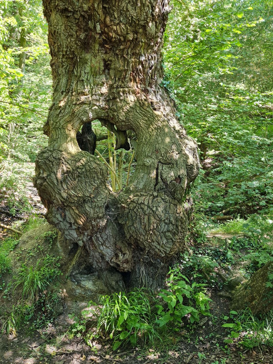 2023-06-15 28 Wensum at High Ash Farm.jpg