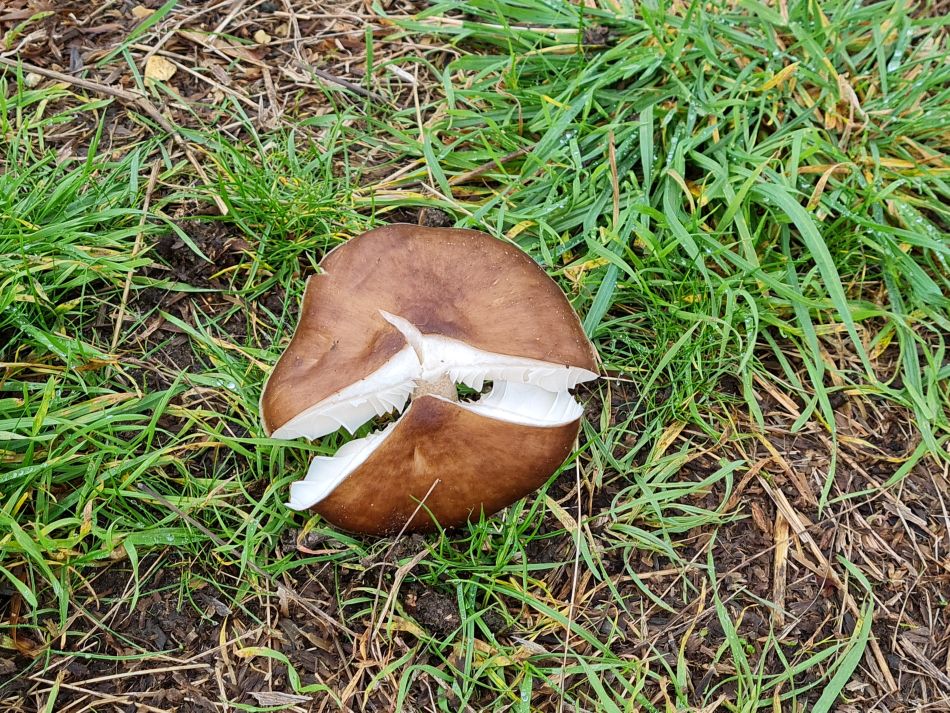 2023-11-05 14 Venta Icenorum.jpg