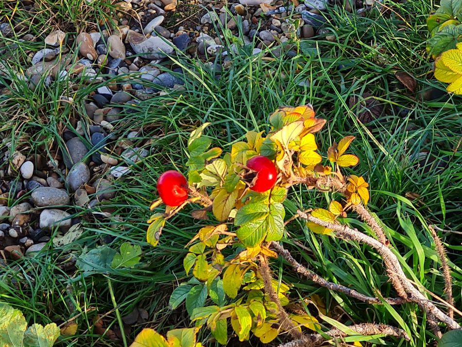 2023-11-13 29 Pakefield coast and Inland.jpg