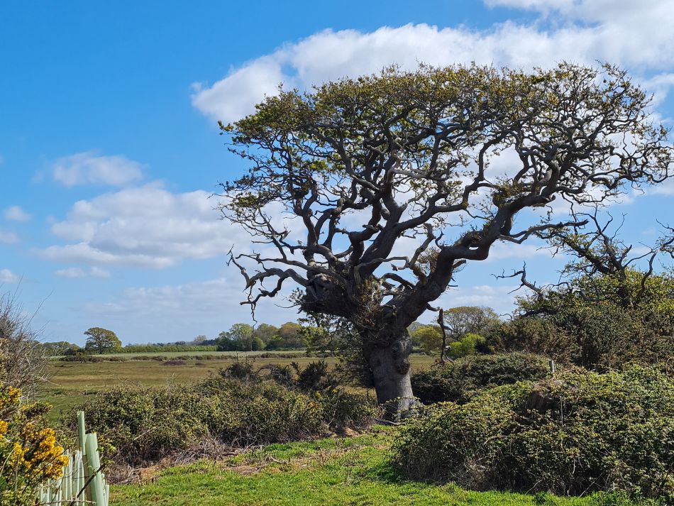 2024-04-21 37 Chichester Harbour AONB.jpg