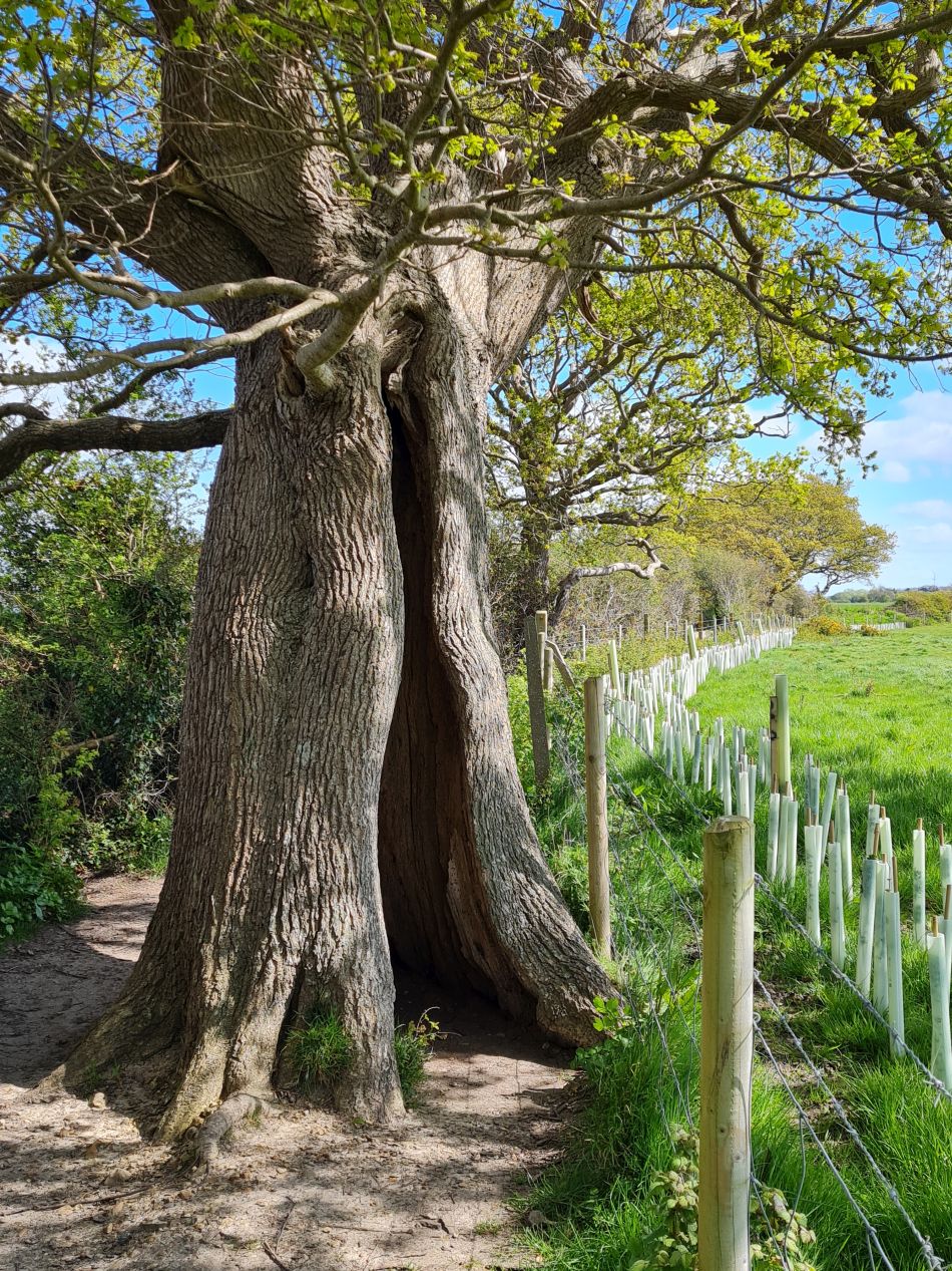 2024-04-21 39 Chichester Harbour AONB.jpg