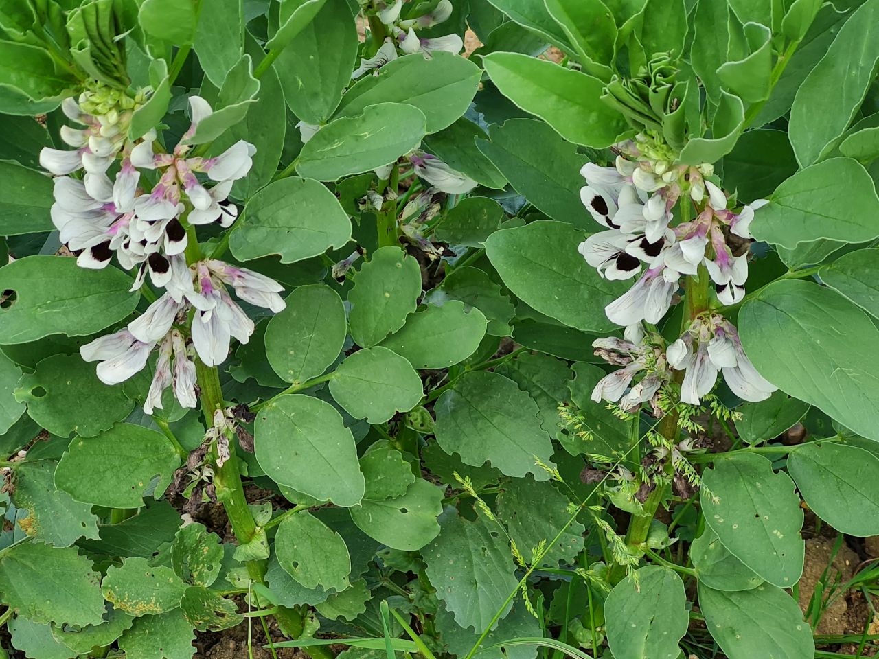 2024-06-06 11 Ashwellthorpe.jpg